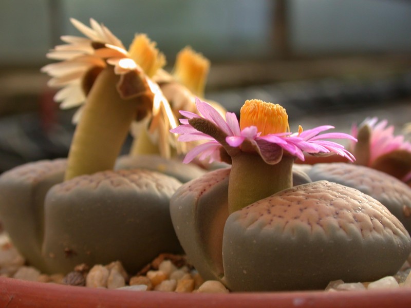 lithops verrucosa gelb rosa 07