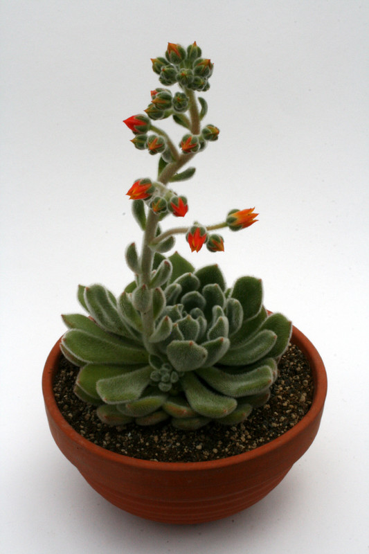 echeveria cv doris taylor 0334