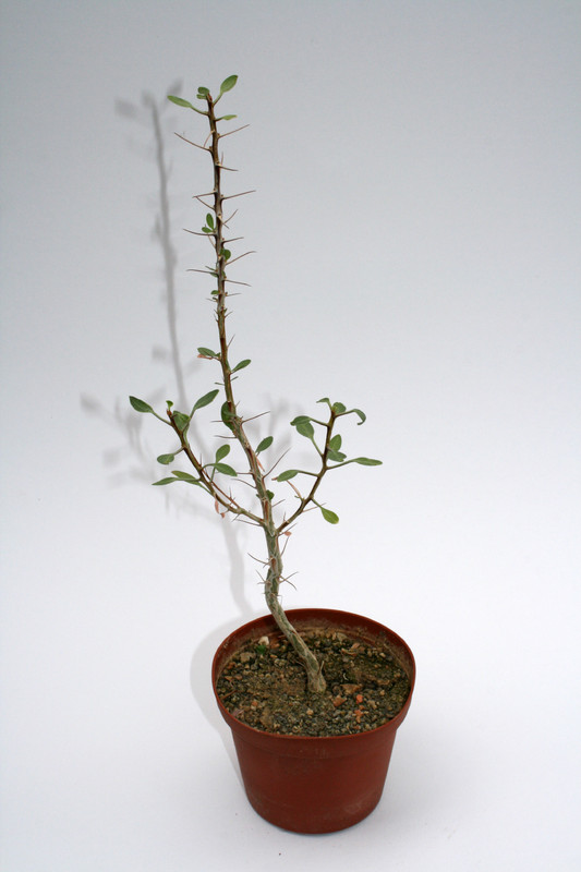 fouquleria splendens 4011
