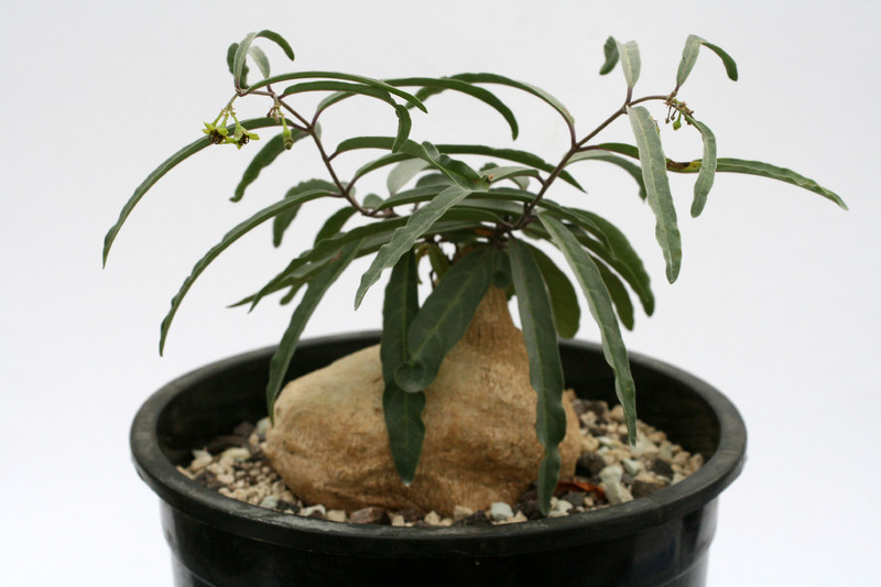 raphionacme zeyheri 1189