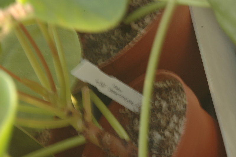pilea peperomioides 1356