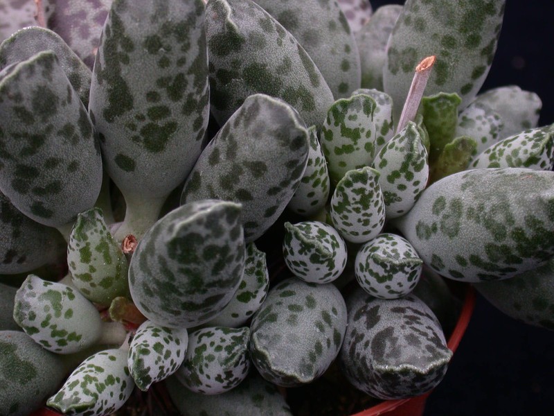 adromischus cooperi 03