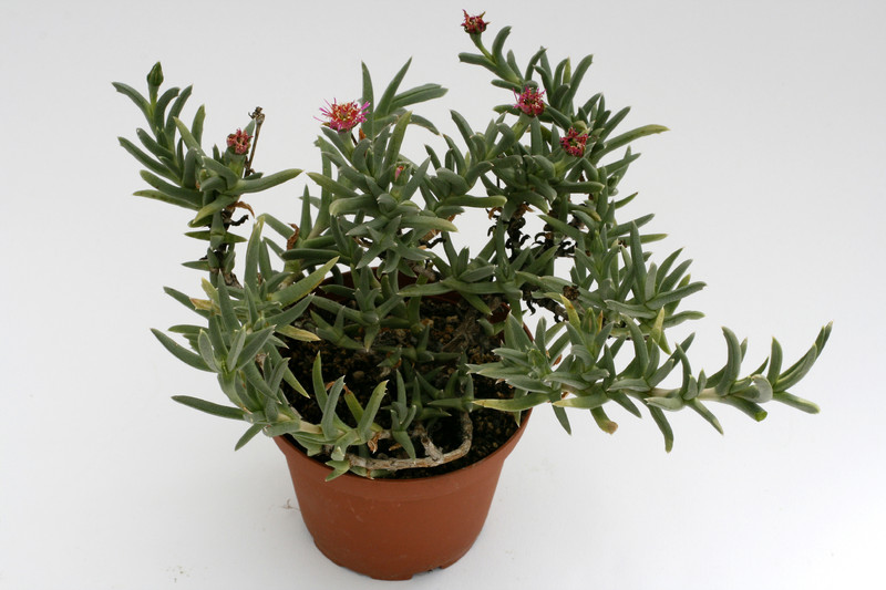 ruschia pulvinaris 9252