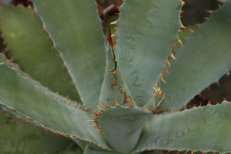 agave flexispina cnj 8703