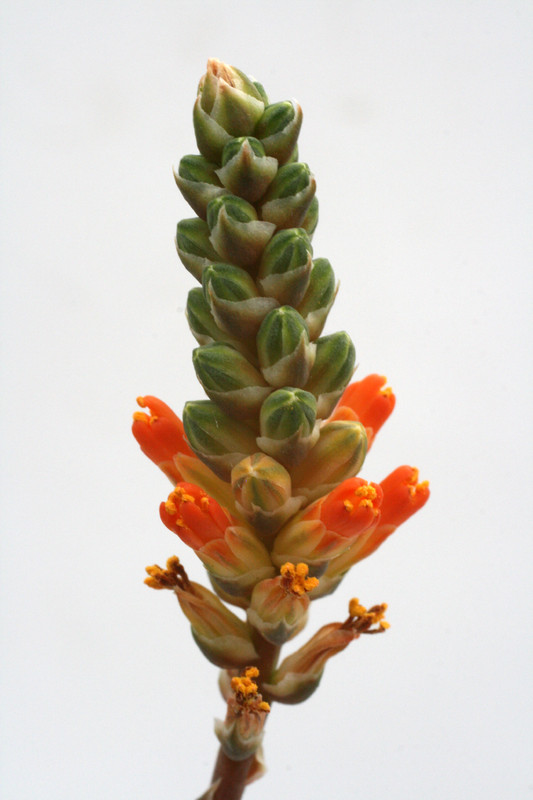 aloe haworthioides mad 1192