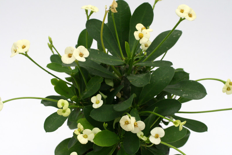 euphorbia milii helena 1183