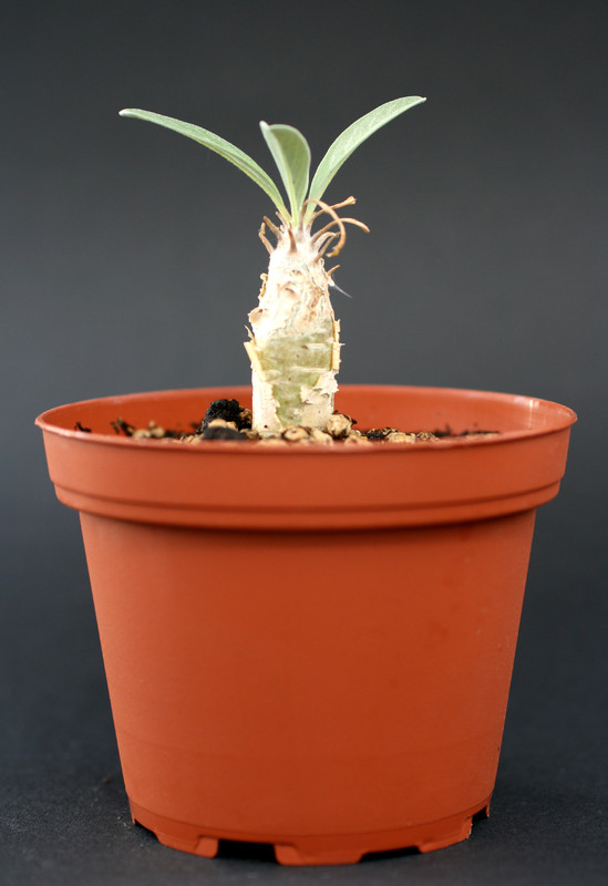 sesamothamnus guerichii 1378