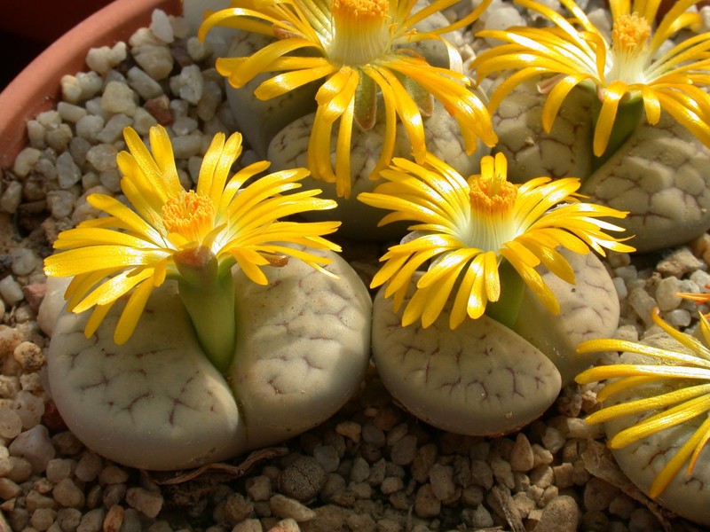 lithops gracilidelimeata brandbergensis c383 01