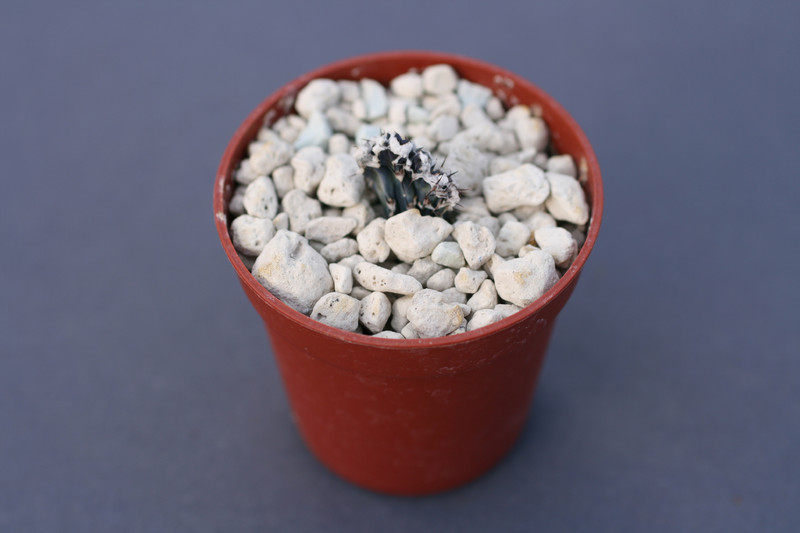 monvillea cristate spec 08 0462
