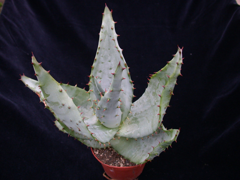 aloe ferox 02