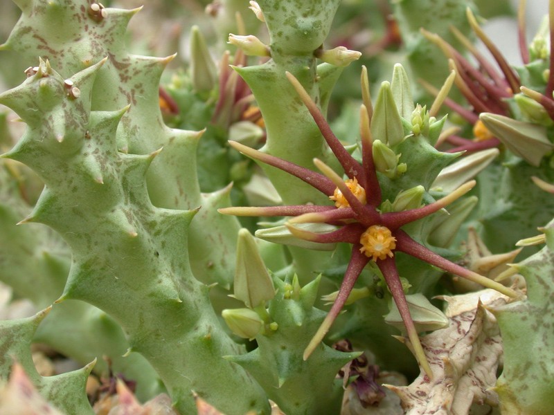 caralluma wissmannii es3475 02