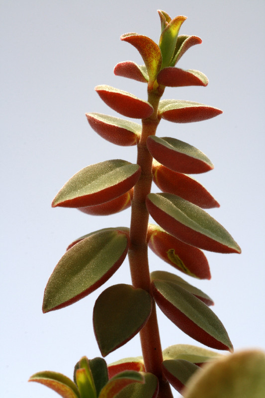peperomia rubella 8067