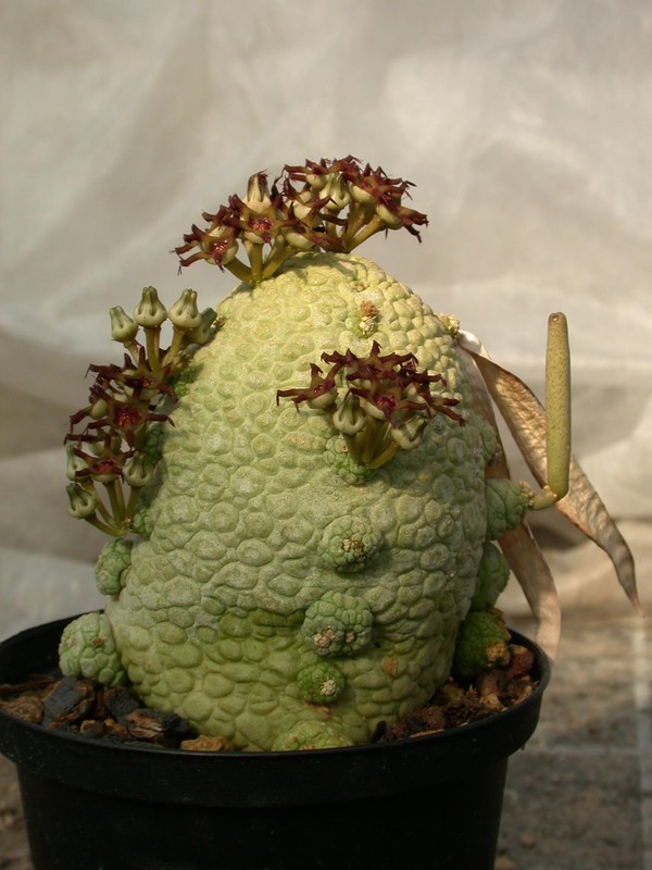 pseudolithos migiurtinus es2622 01