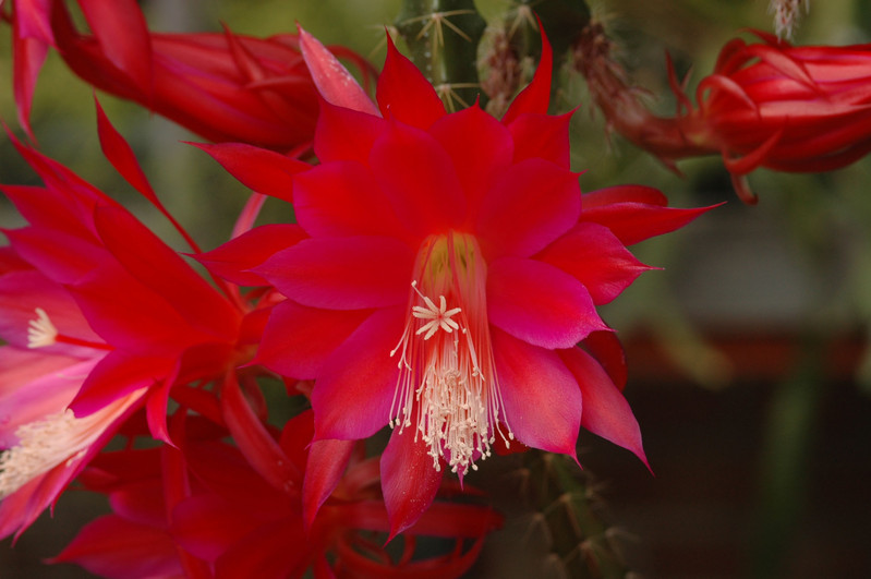 aporocactus lucifer paetz 0352