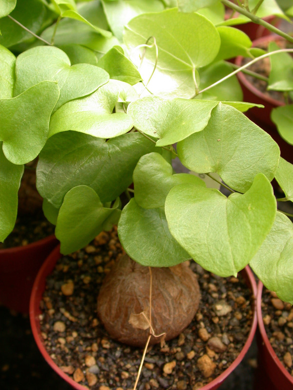 dioscorea elephantipes 01