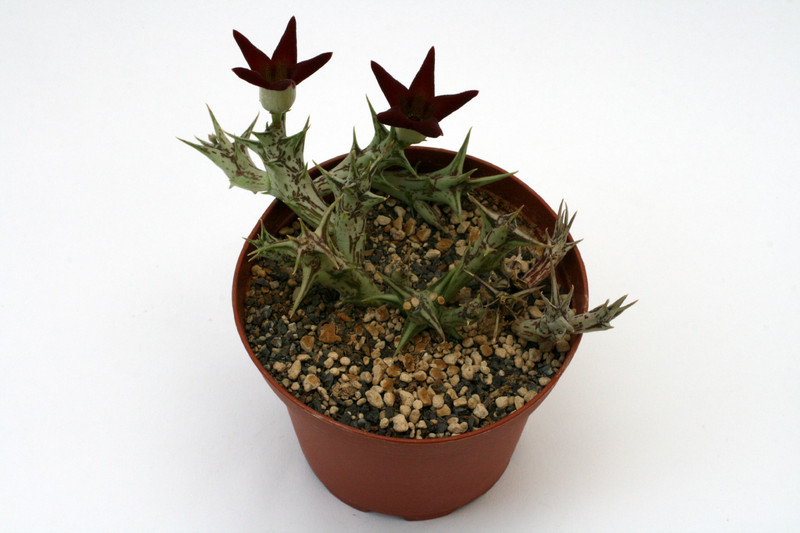 ophionella arcuata mirkinii 0029