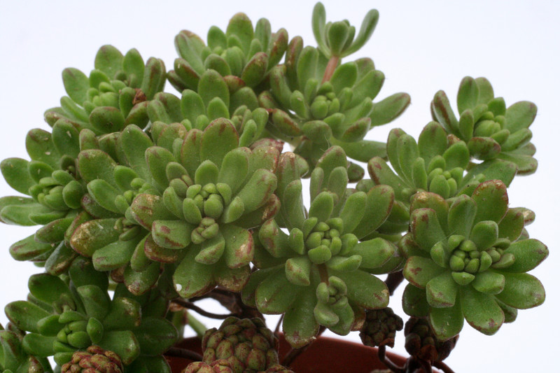 aeonium sedifolium 0372
