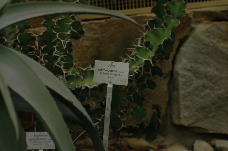aloe rubroviolacea 02