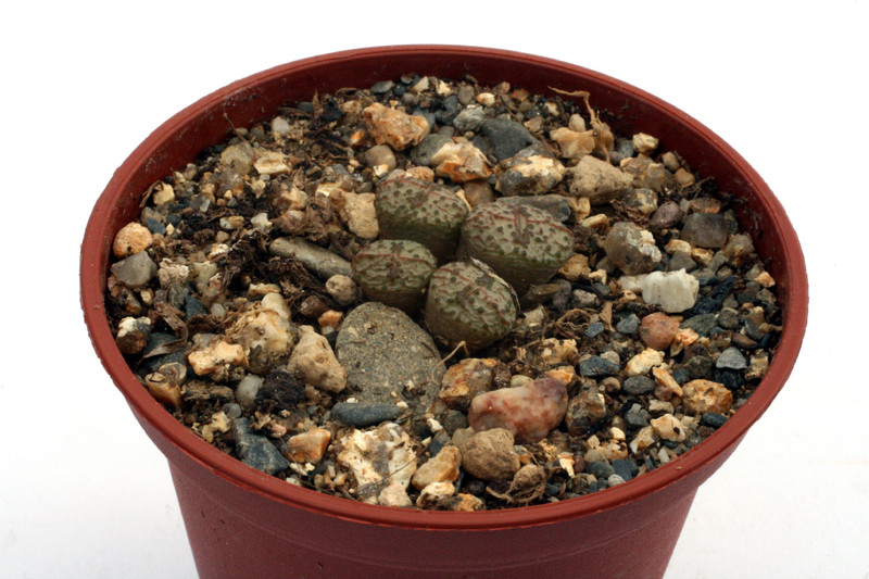 conophytum obcordellum stenandrum kinderle 2908