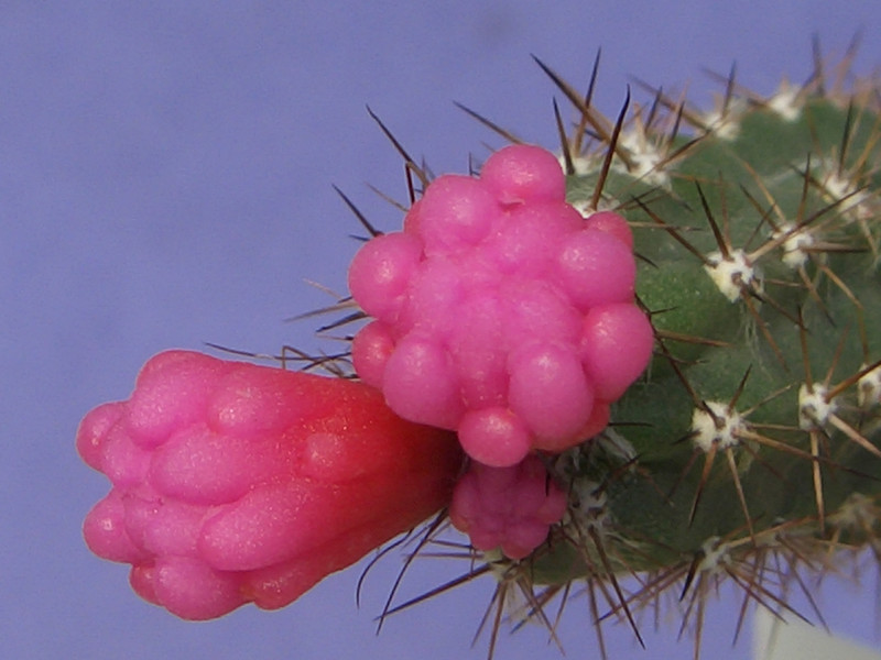 arrojadoa rhodantha reflexa 2007