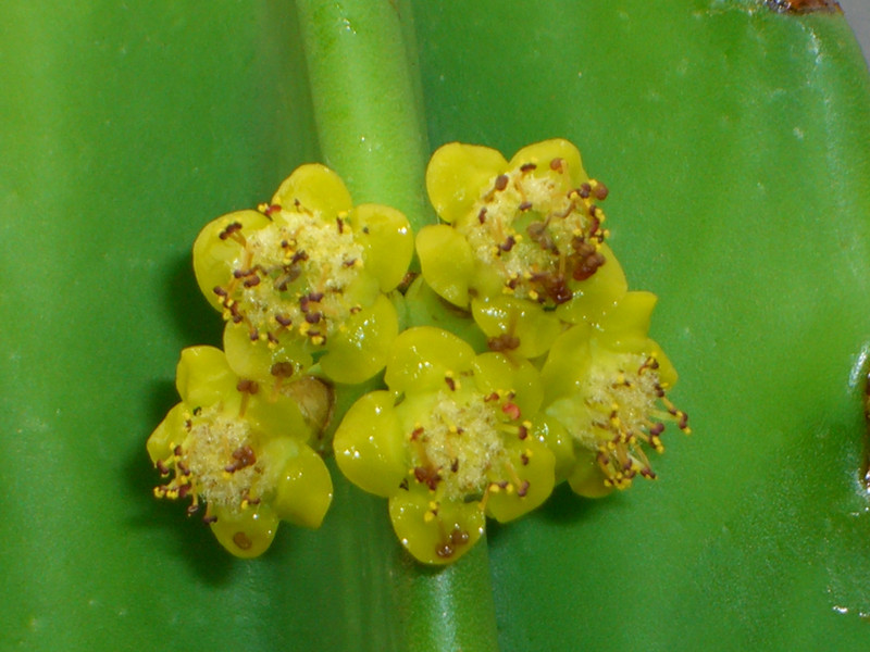 euphorbia ingens 1846