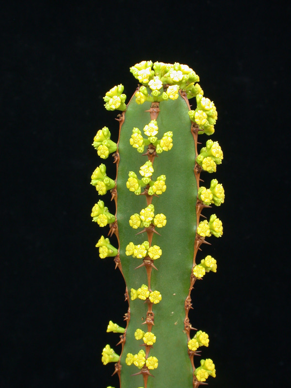 euphorbia ledinii 02