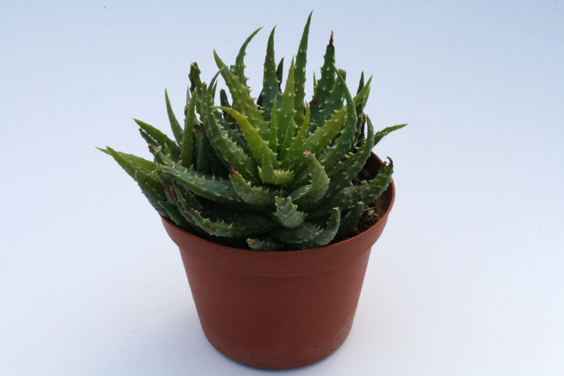 aloe humilis 6683