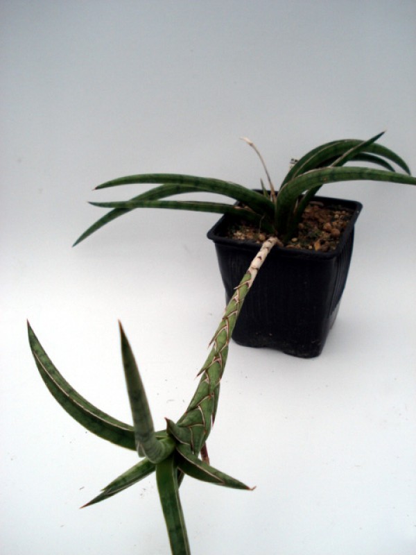 sansevieria gracile 4774