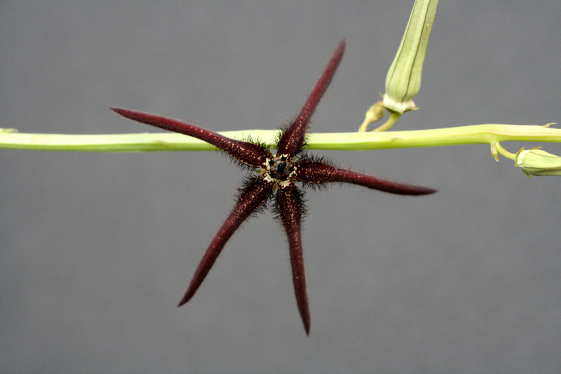 caralluma aff arachnoidea 3938