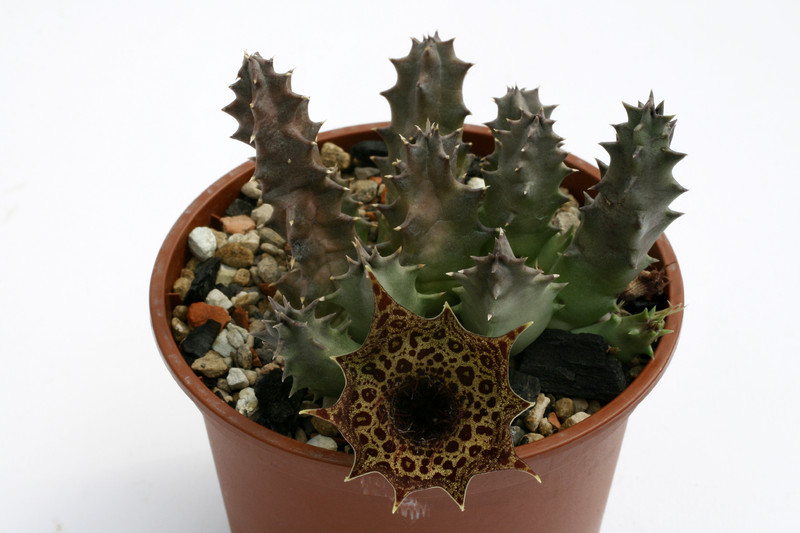 huernia transvaalensis es3536 0280