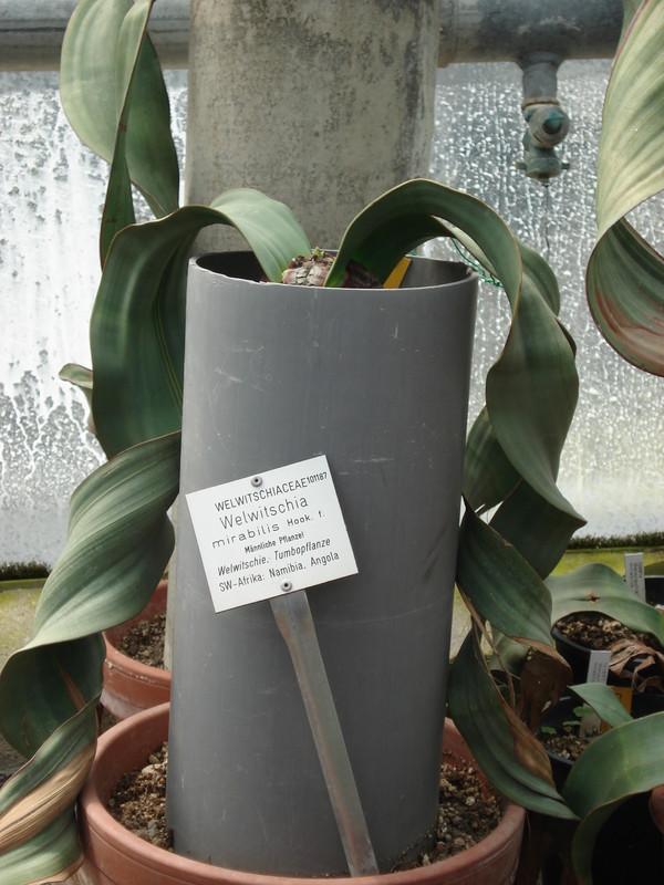 welwitschiea mirabilis 0447
