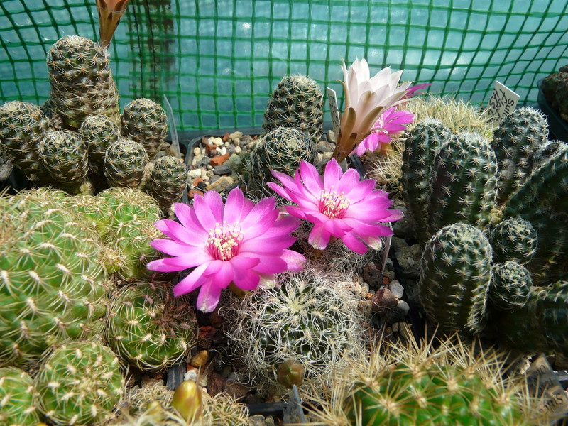 Sulcorebutia hertusii