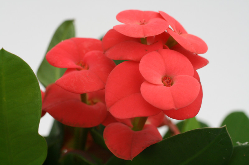 euphorbia milii vulcanus 1170