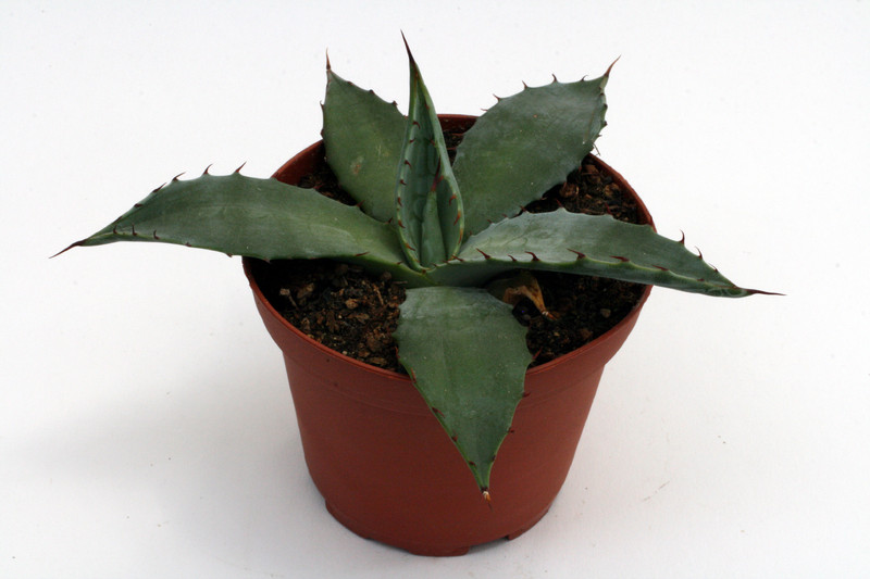 agave parryi djf138 0138