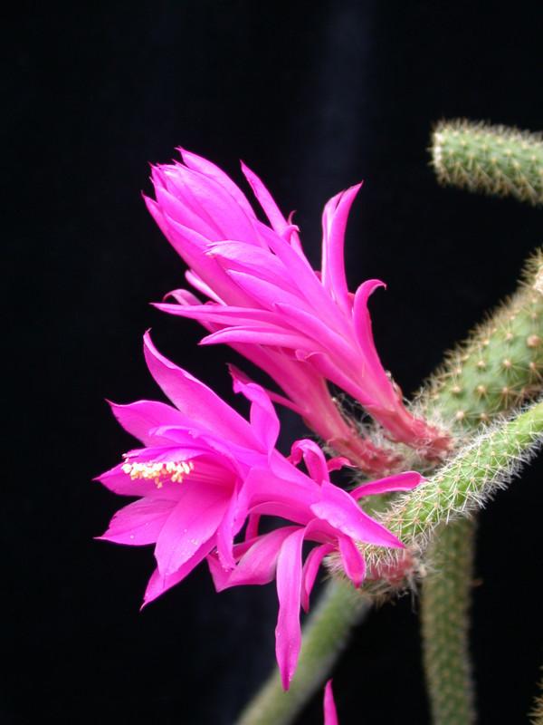 aporocactus avoud 01