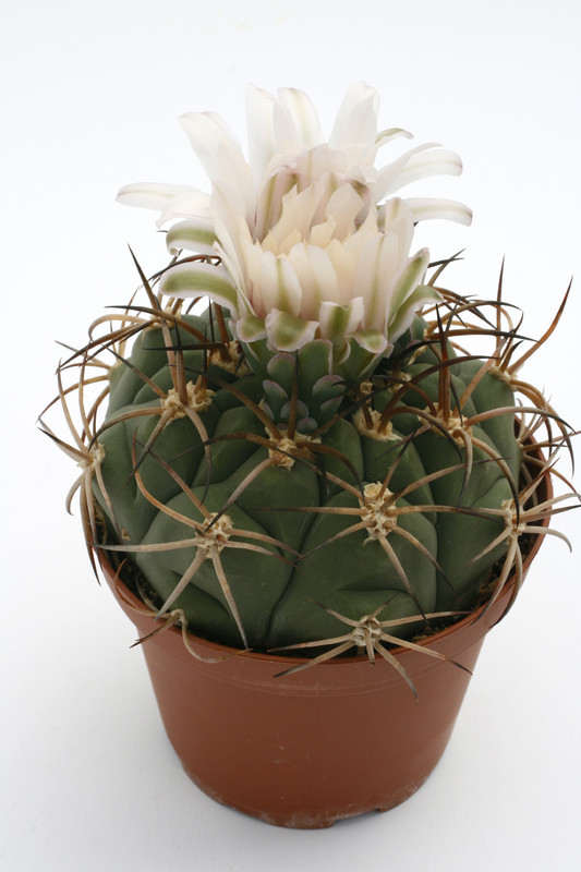 gymnocalycium zegarrae scupinense kk736 9925