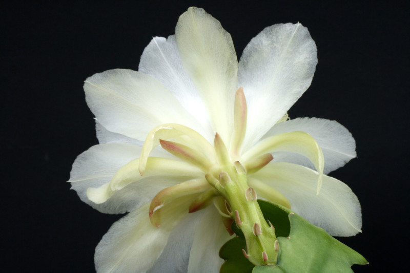 eh white magic 9730 4918
