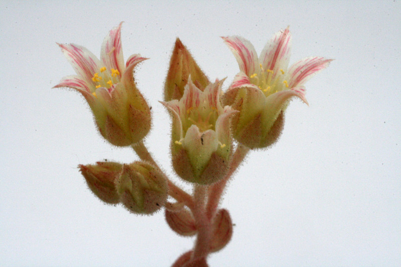 rosularia pallida 9368
