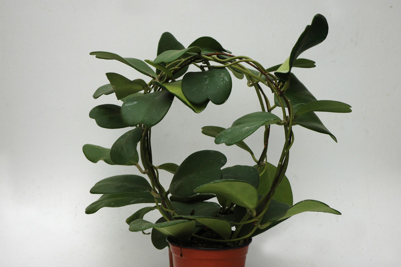 hoya kerrii 6527