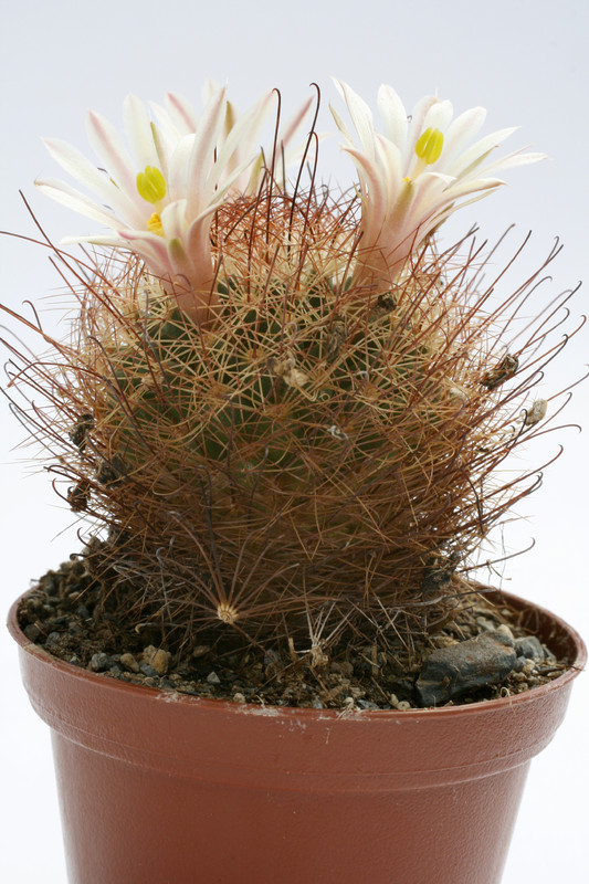 mammillaria carretii syn saffordii 0229