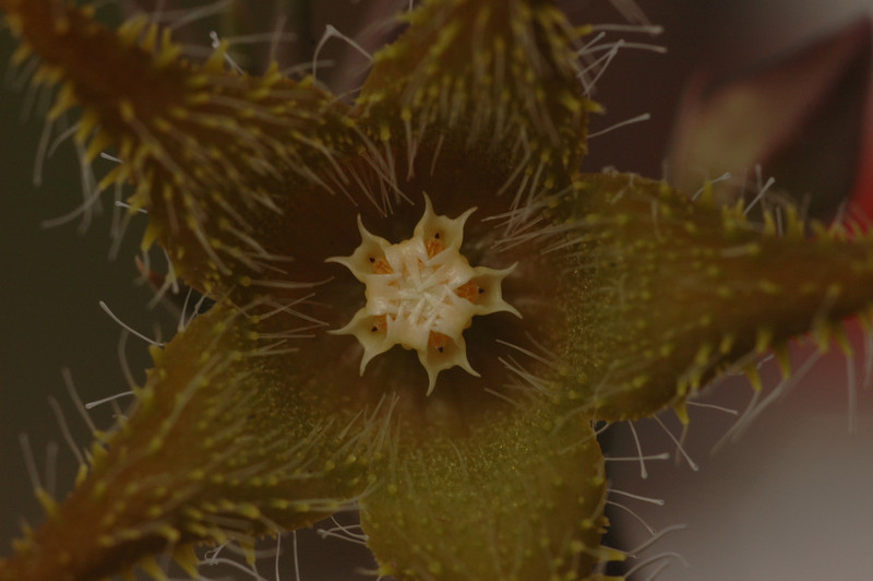 orbea dummeri d881 04