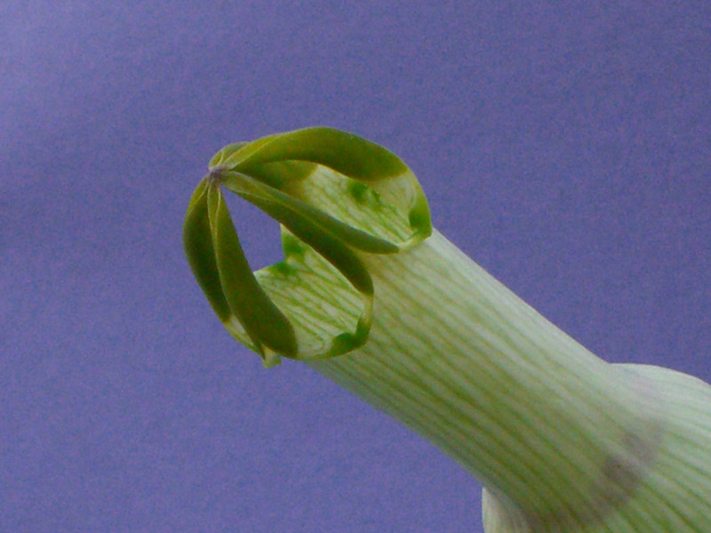ceropegia ampliata 2175