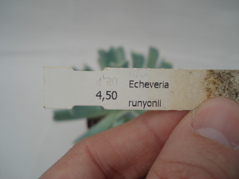 echeveria runyonii 8335