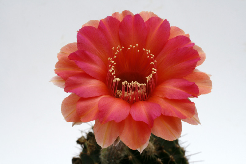 echinopsis mathilda 9819