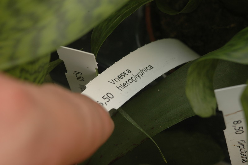 vriesea hieroglyphica 1165