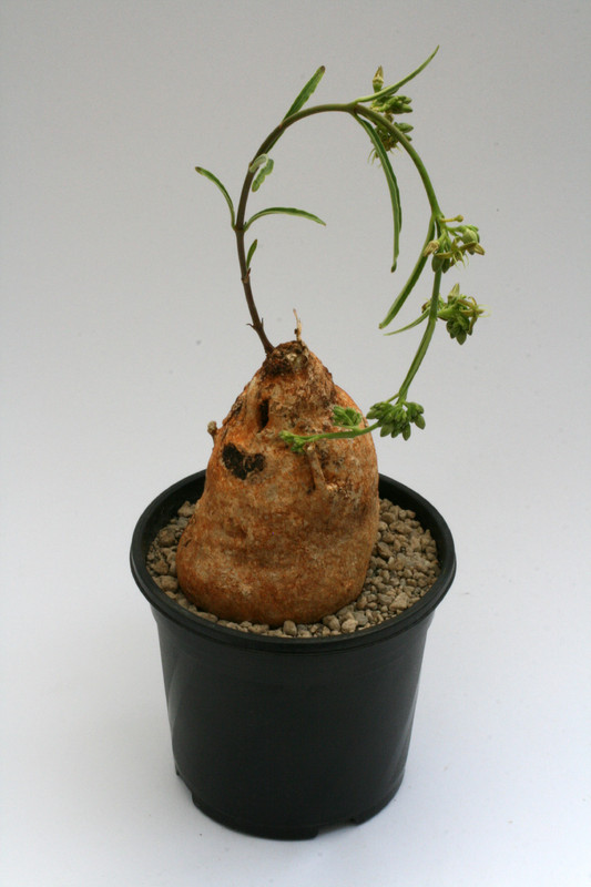 raphionacme longifolia 9663