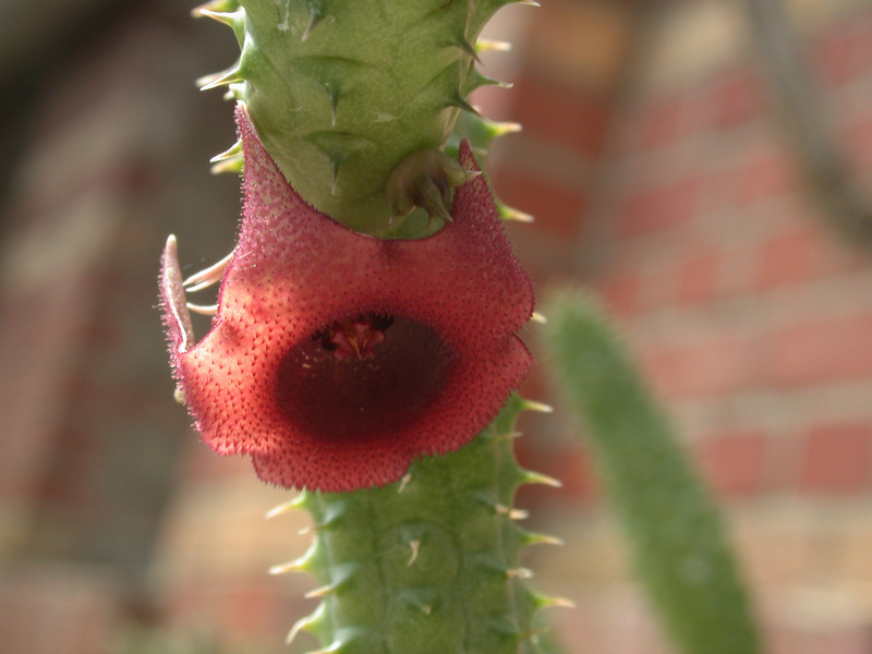 huernia schneideriana ex abbey 01