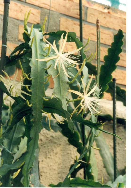 disocactus macranthus glaucocladus