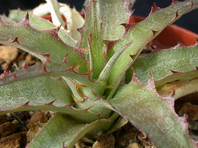 deuterocohnia brevispicata 02