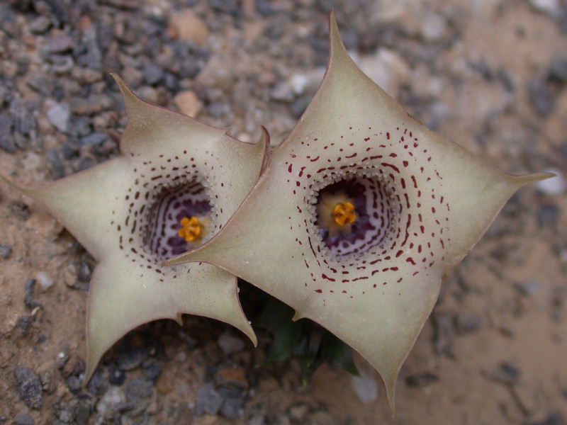 huernia quinta 05